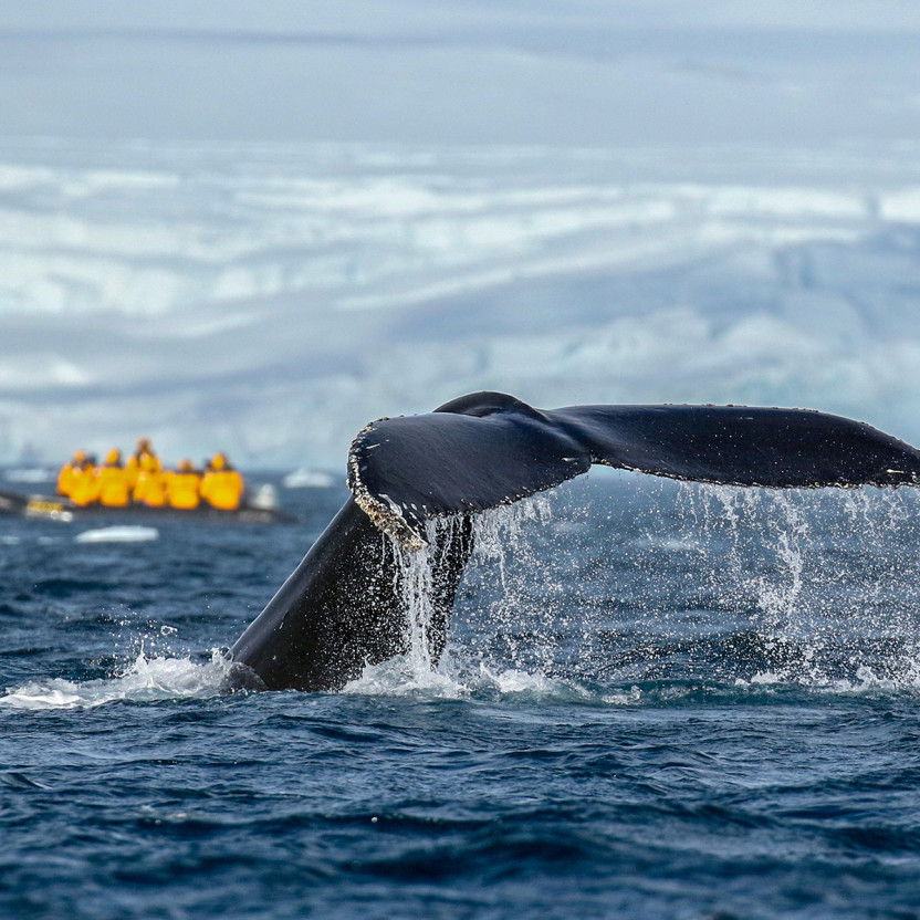 Antarctic Marine Mammals: The World of Whales and Seals