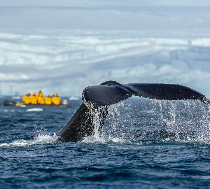 Antarctic Marine Mammals: The World of Whales and Seals