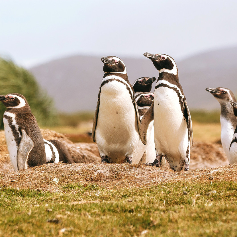 Penguins in south georgia