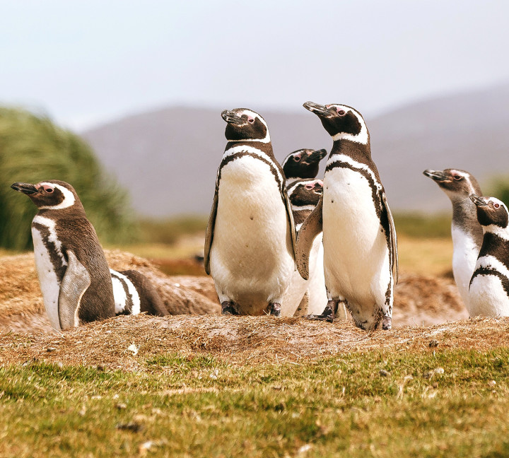 Penguins in south georgia