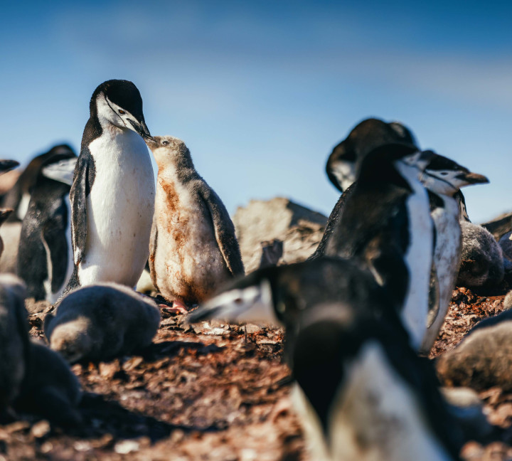 An adult chinstrap penguin feeds its chick by dropping food in its beak after returning from sea. Other penguins can be seen in the frame.