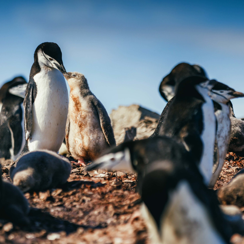 An adult chinstrap penguin feeds its chick by dropping food in its beak after returning from sea. Other penguins can be seen in the frame.