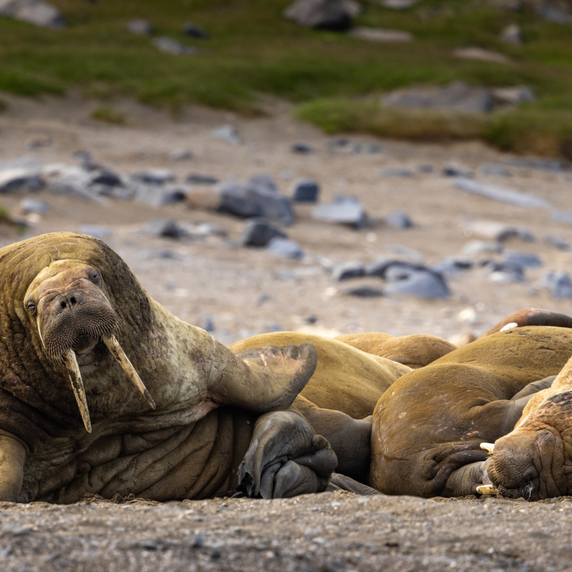 Svalbard in Summer: Tundra, Whales and the Midnight Sun