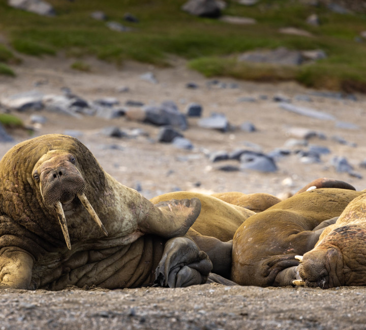 Svalbard in Summer: Tundra, Whales and the Midnight Sun