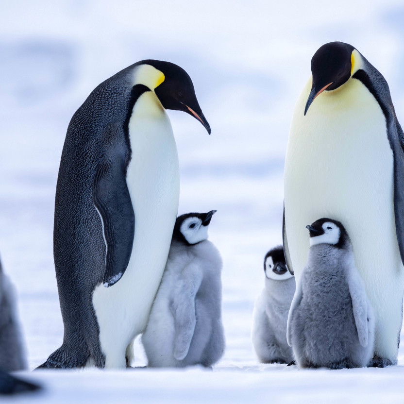Snow Hill to the Peninsula: Shackleton’s Emperors