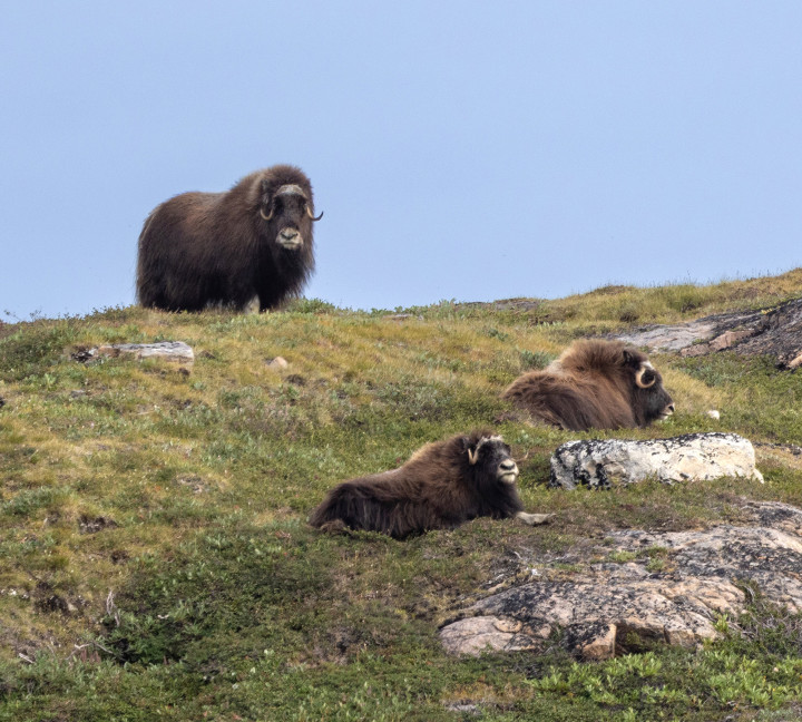 West Greenland: Exploring the Far North