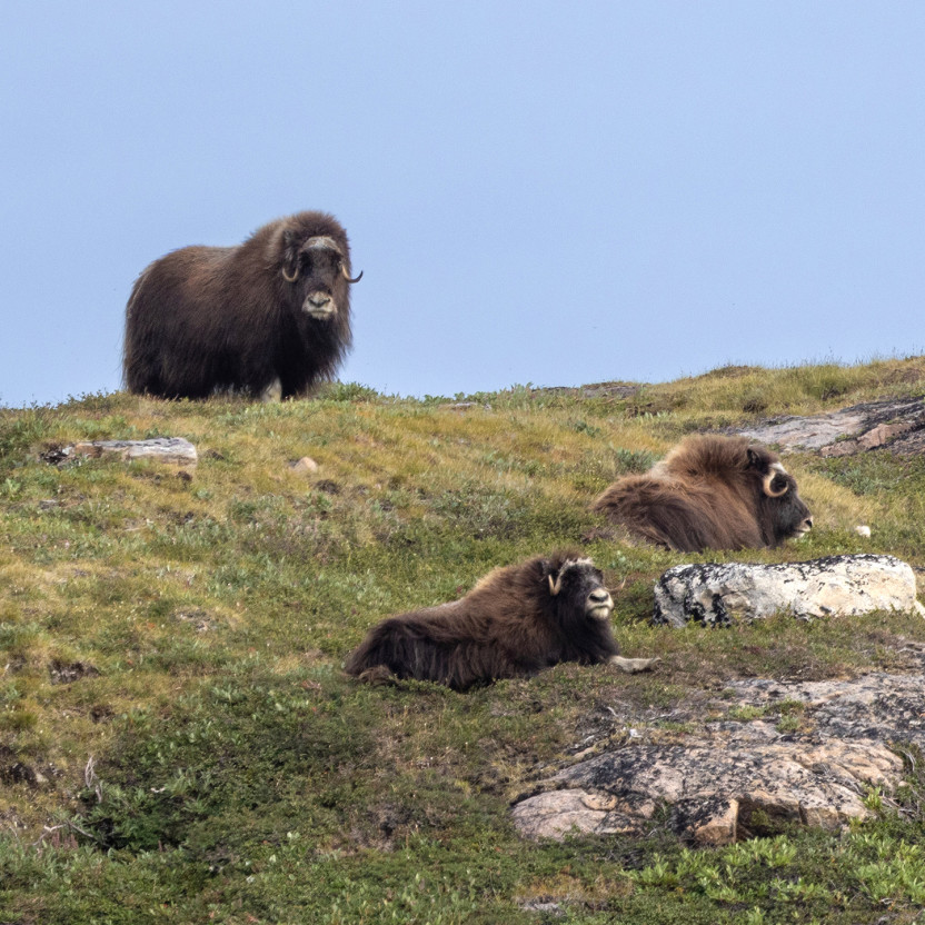 West Greenland: Exploring the Far North