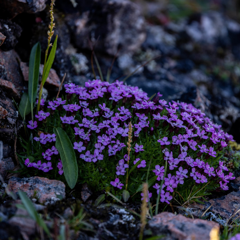 Svalbard in Summer: Tundra, Whales and the Midnight Sun