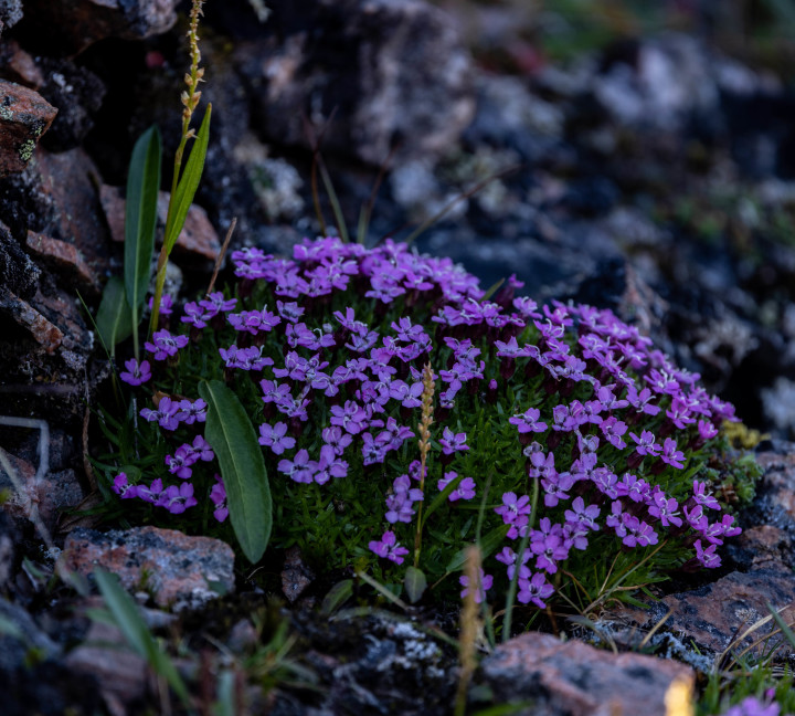 Svalbard in Summer: Tundra, Whales and the Midnight Sun