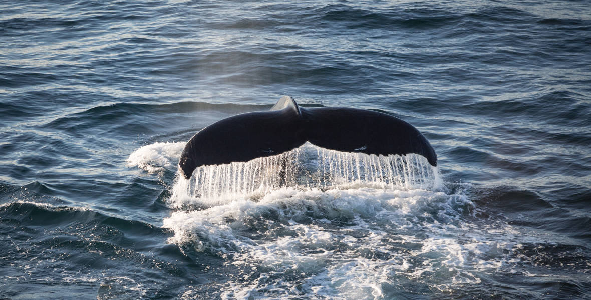 Humpback Whale