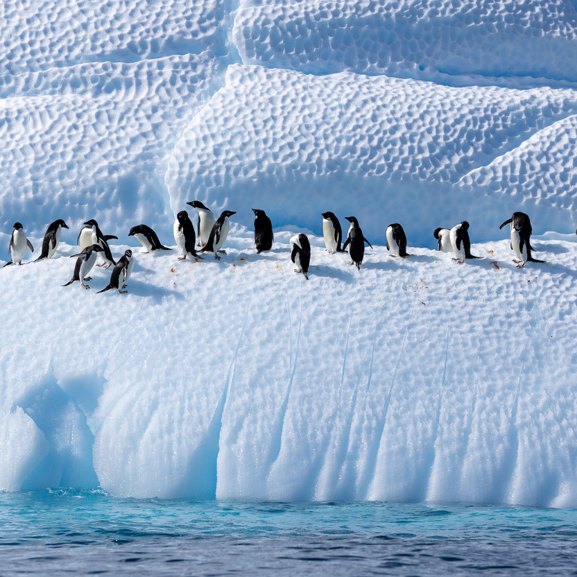 Antarctic Marine Mammals: The World of Whales and Seals