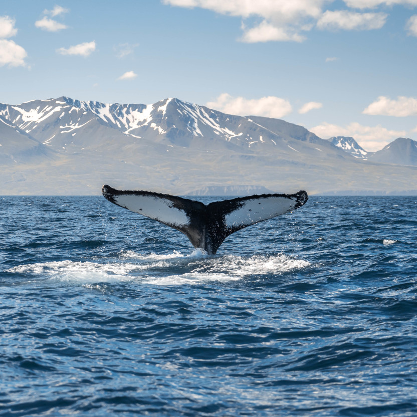 Iceland Circumnavigation: Mountains, Volcanoes and Waterfalls
