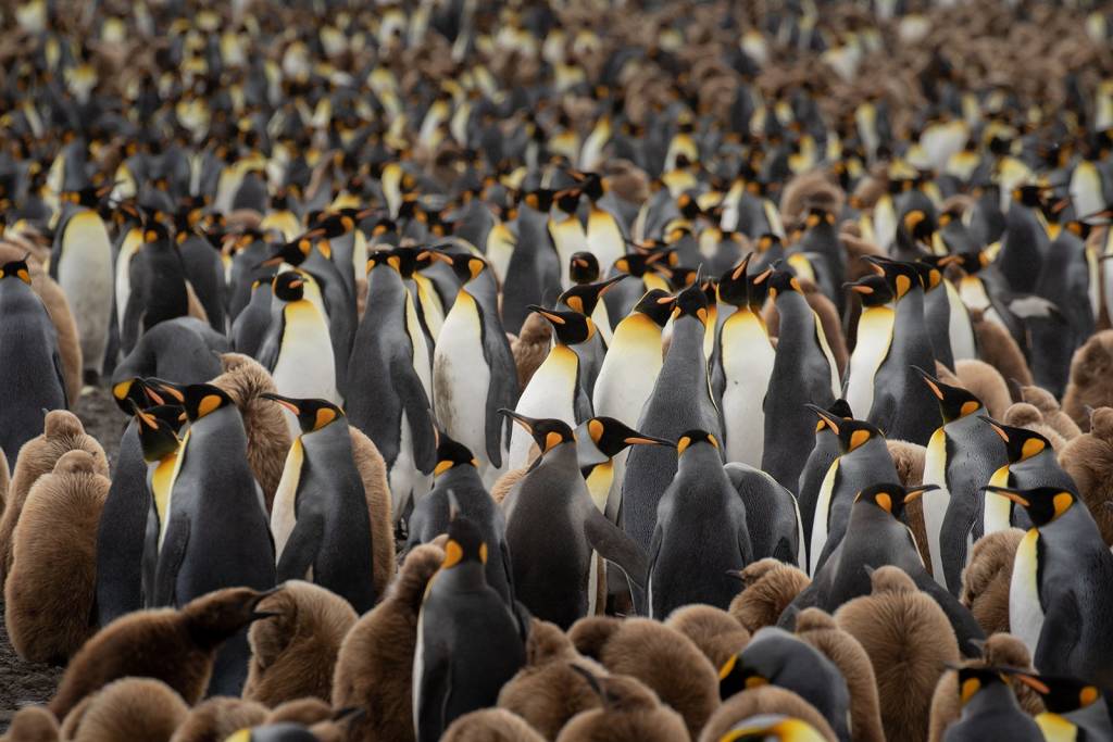 King Penguins