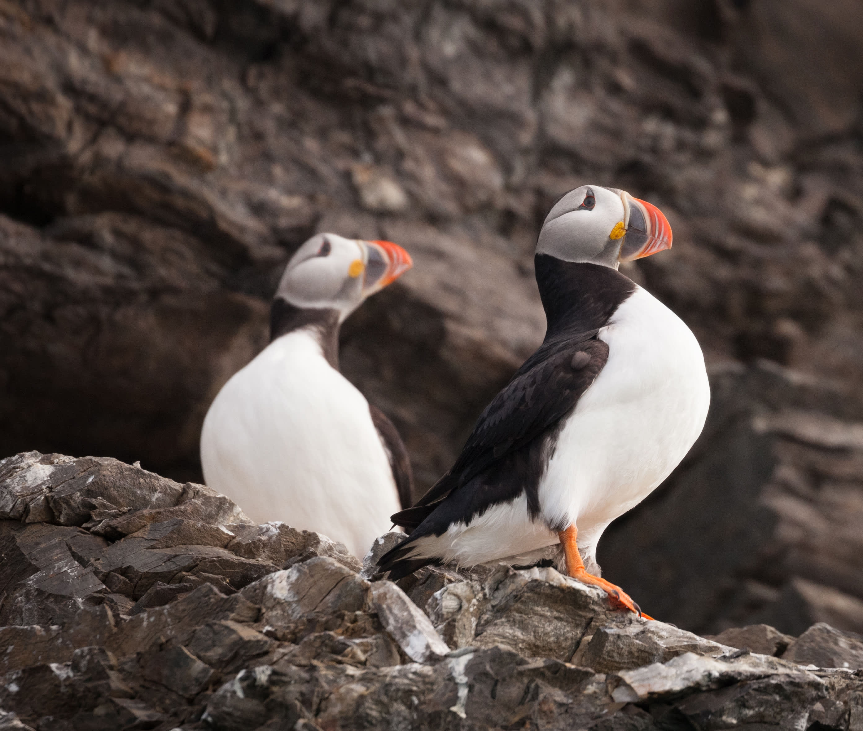 Spitsbergen Highlights: Wildlife Capital of the Arctic