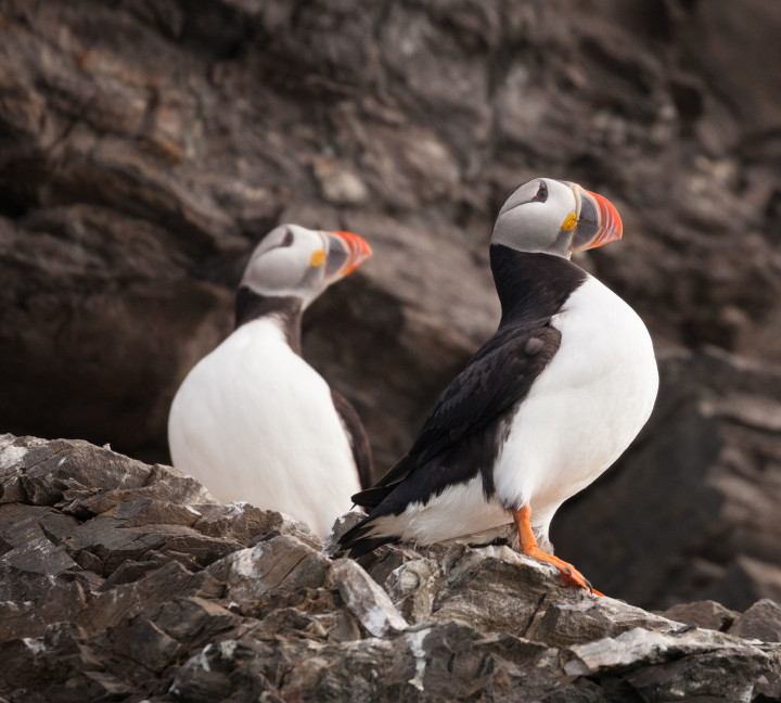 Spitsbergen Highlights: Wildlife Capital of the Arctic