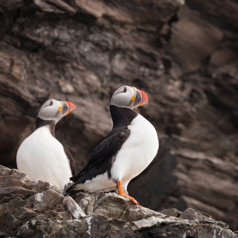 Scotland to Spitsbergen: Puffins, Sea Ice and Wildlife