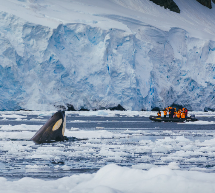 Antarctic Marine Mammals: The World of Whales and Seals