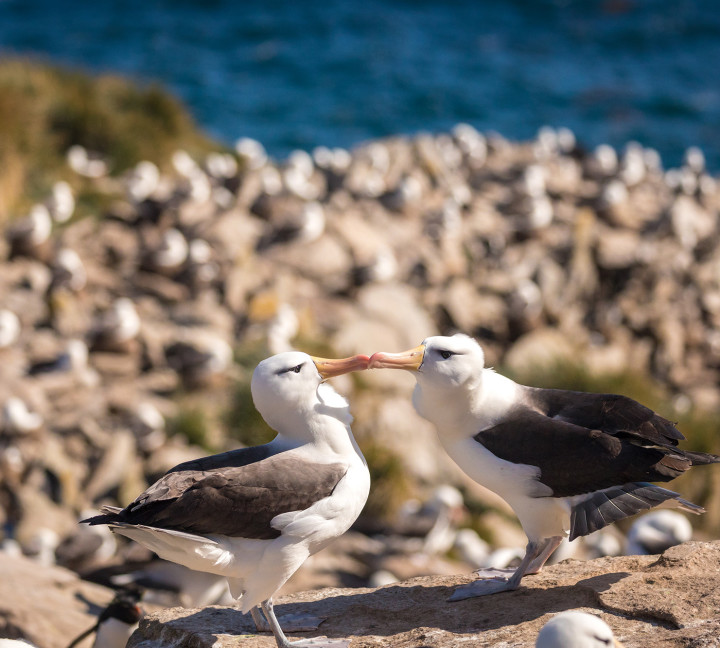 Penguins of the Far South: Falklands, South Georgia and Antarctica