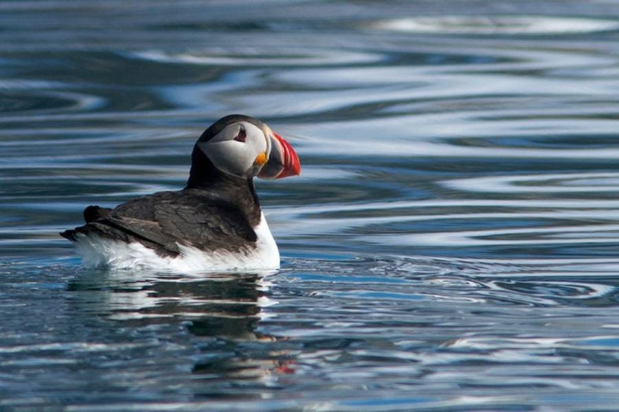 Puffin
