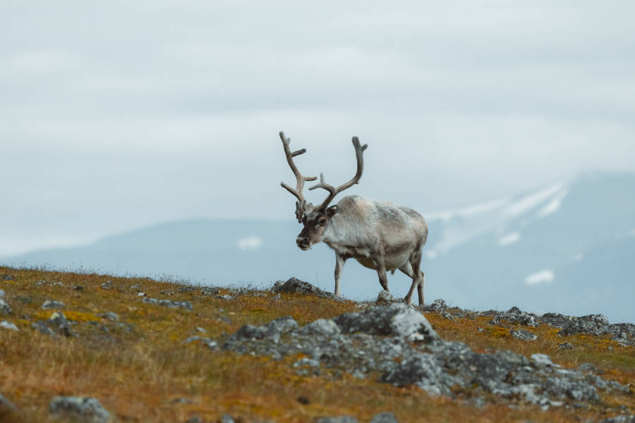 Arctic