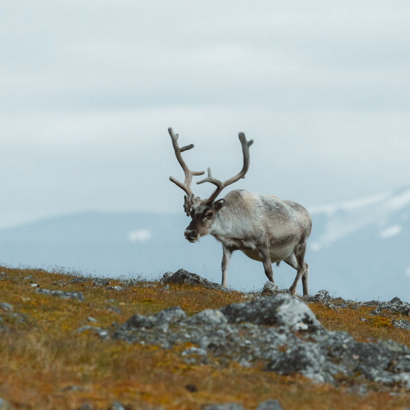 Spitsbergen Highlights: Wildlife Capital of the Arctic