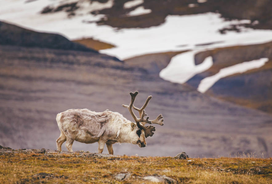 Svalbard in Summer: Tundra, Whales and the Midnight Sun