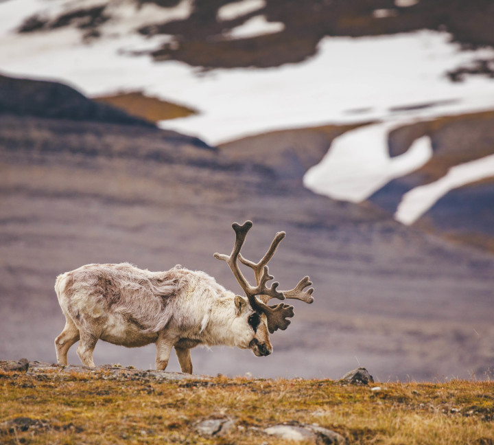 Svalbard in Summer: Tundra, Whales and the Midnight Sun