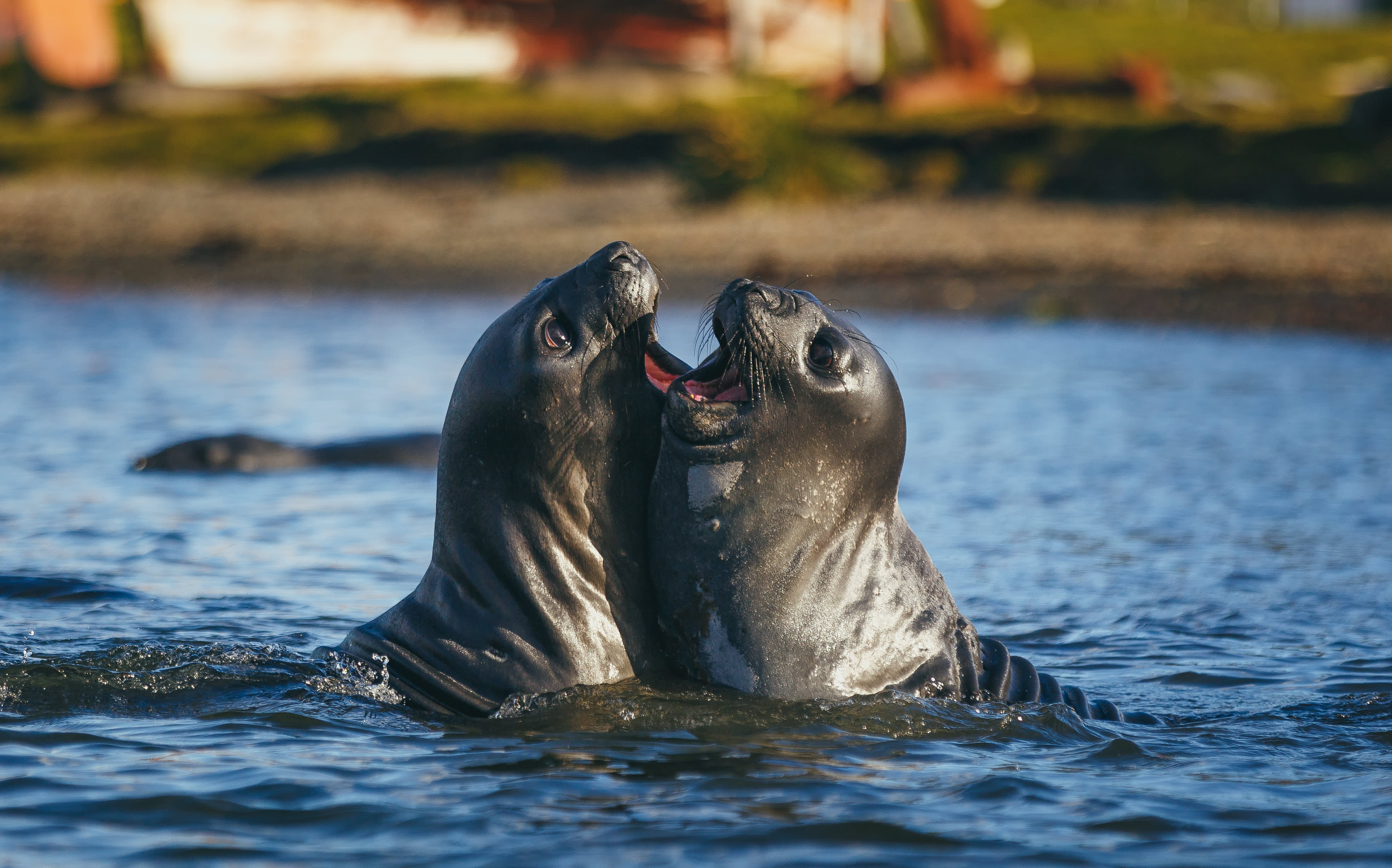 Falkland Islands and South Georgia: 20-Day Wildlife Adventure