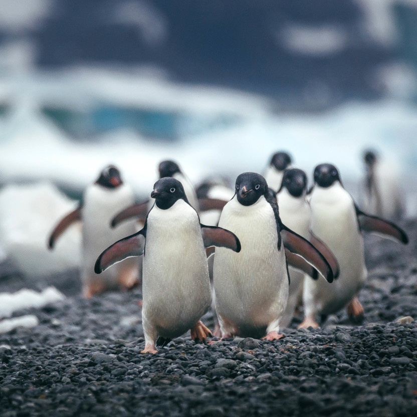 Antarctic Peninsula: A Rare Exploration of the Weddell Sea