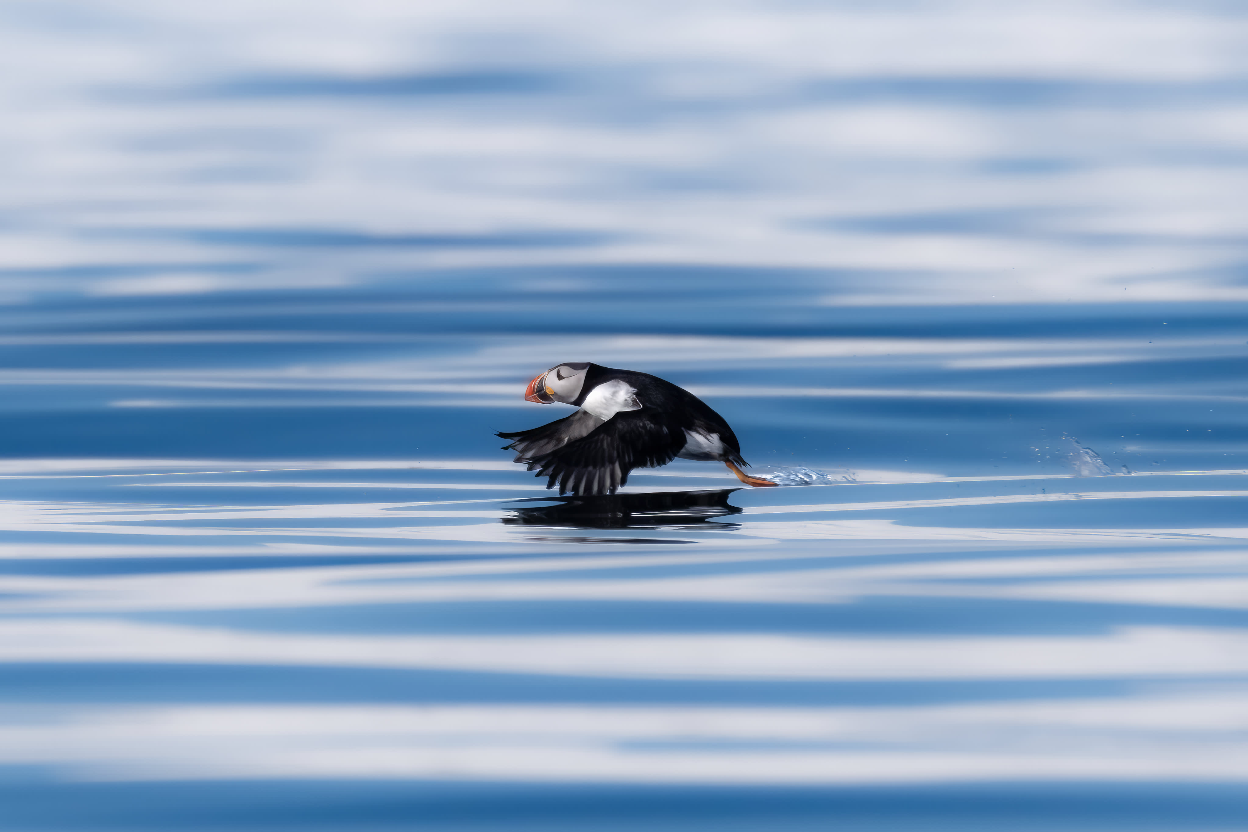 Svalbard in Spring: Sea Ice, Pristine Snow and Wildlife