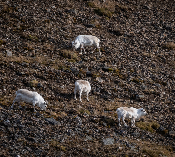 Svalbard in Spring: Sea Ice, Pristine Snow and Wildlife