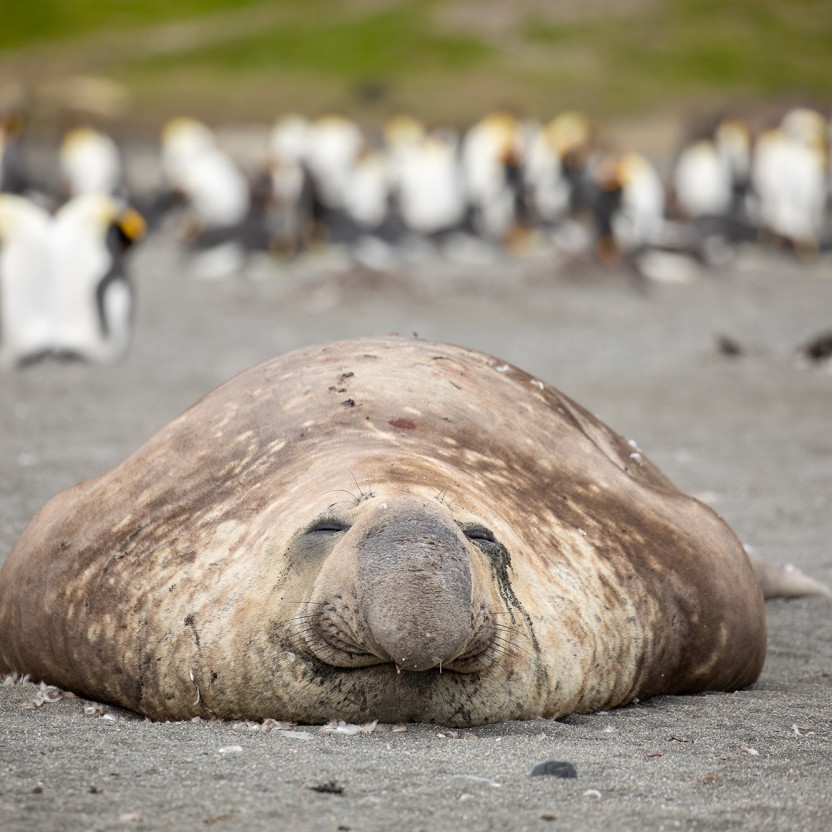 Penguins of the Far South: Falklands, South Georgia and Antarctica