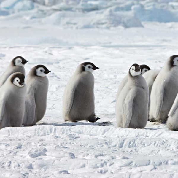 Emperor penguin chicks at Snow Hill