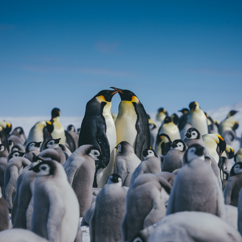 Emperor Penguins at Snow Hill