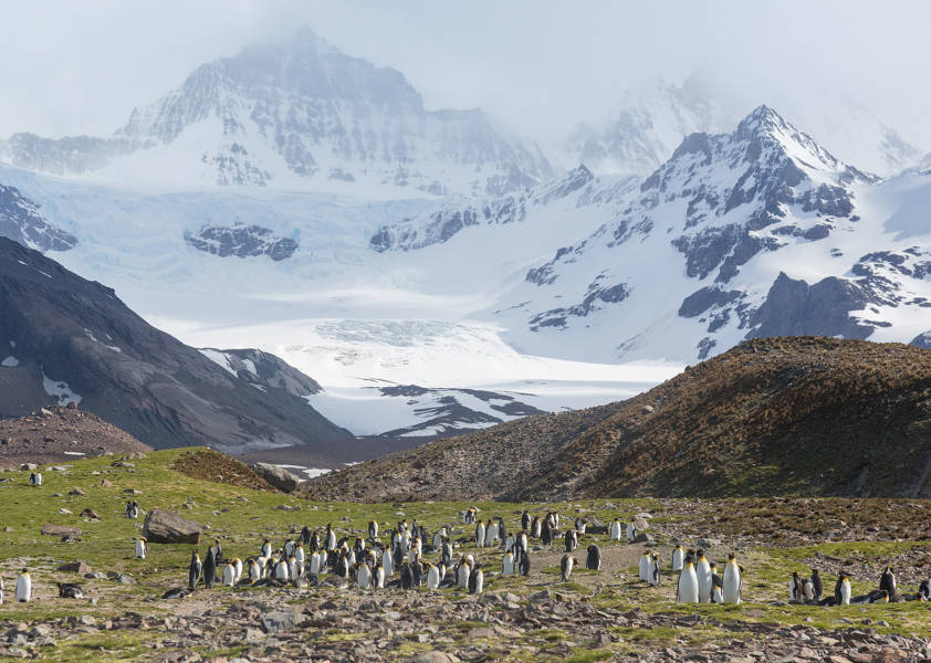 King Penguin colony