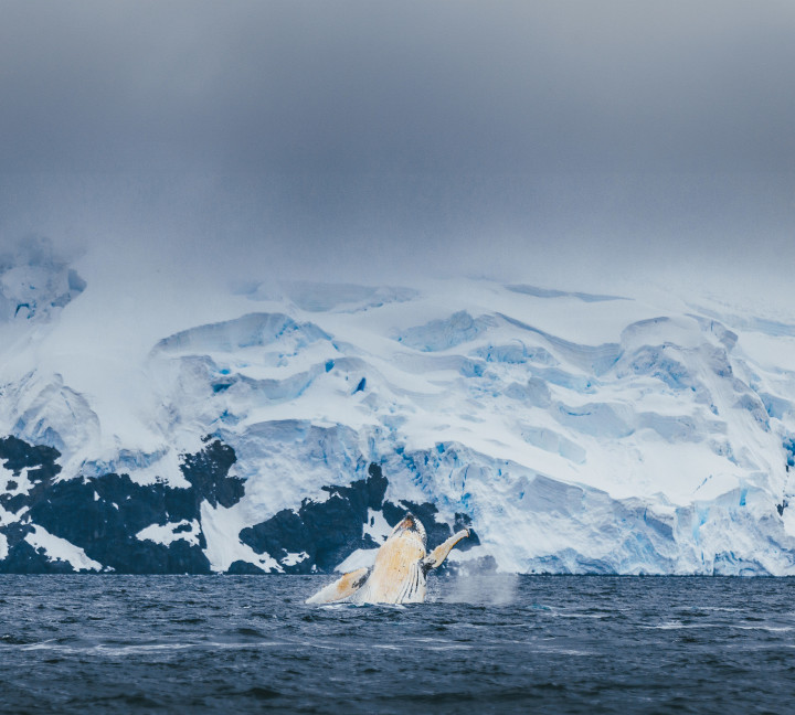 Antarctic Marine Mammals: The World of Whales and Seals