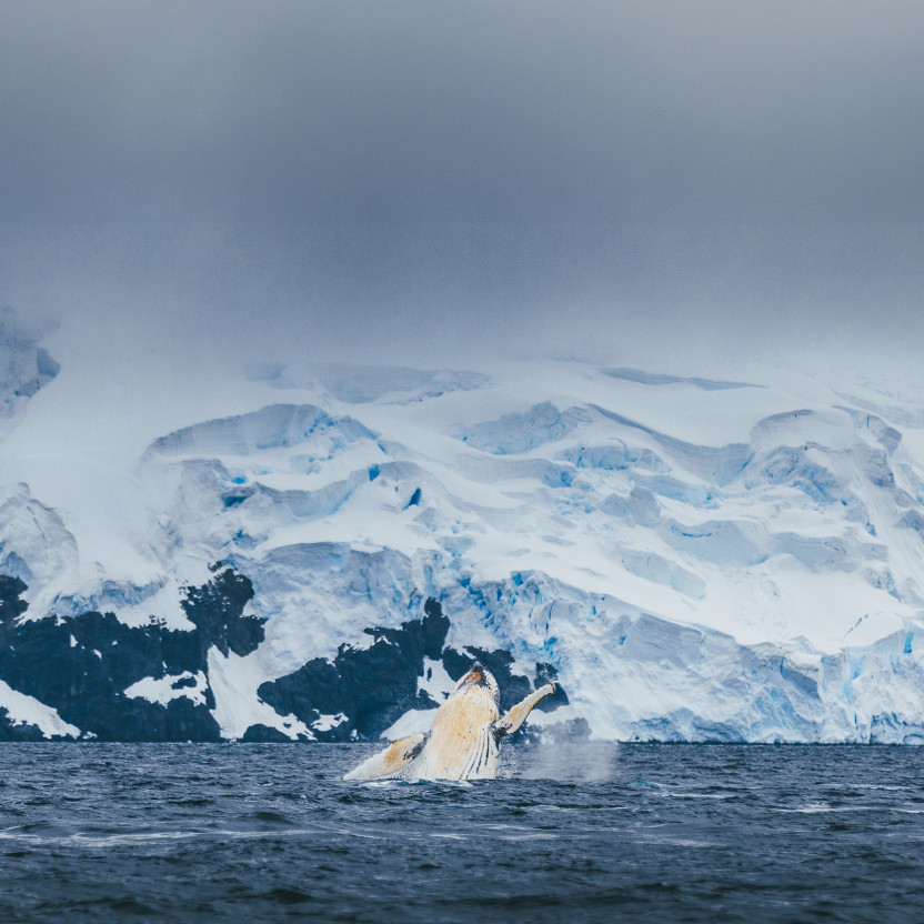 Antarctic Marine Mammals: The World of Whales and Seals