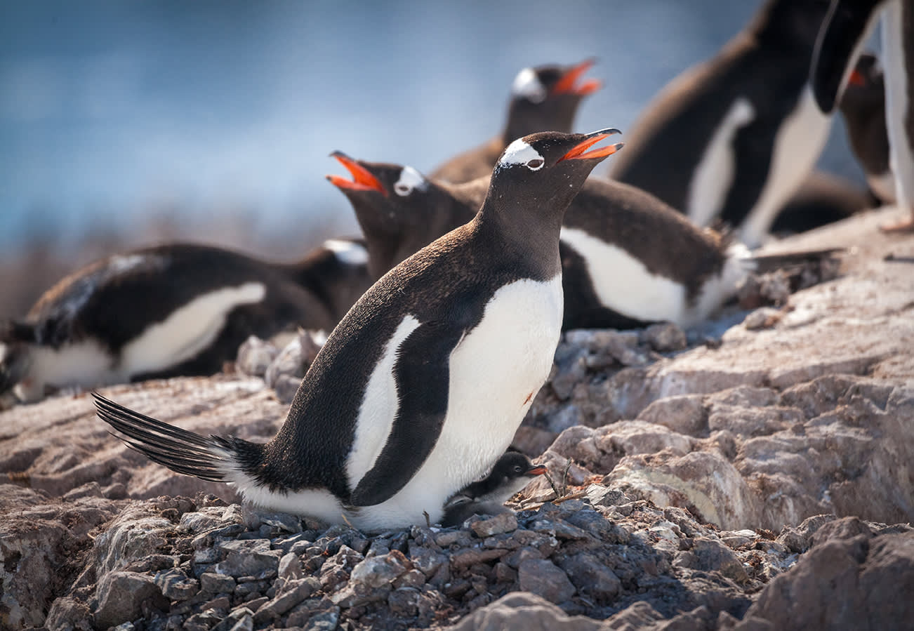 Gentoo penguin and its chick sit on top of their rocky nest during a sunny day at Neko Harbour.