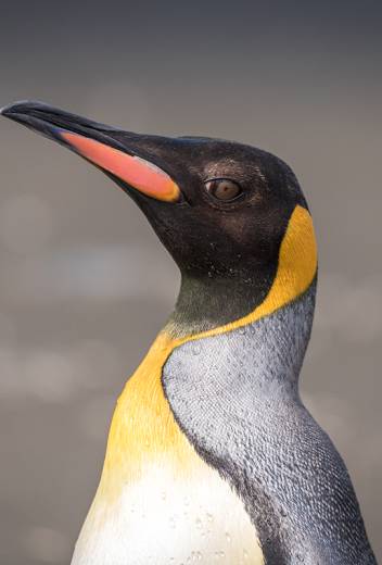 South Georgia