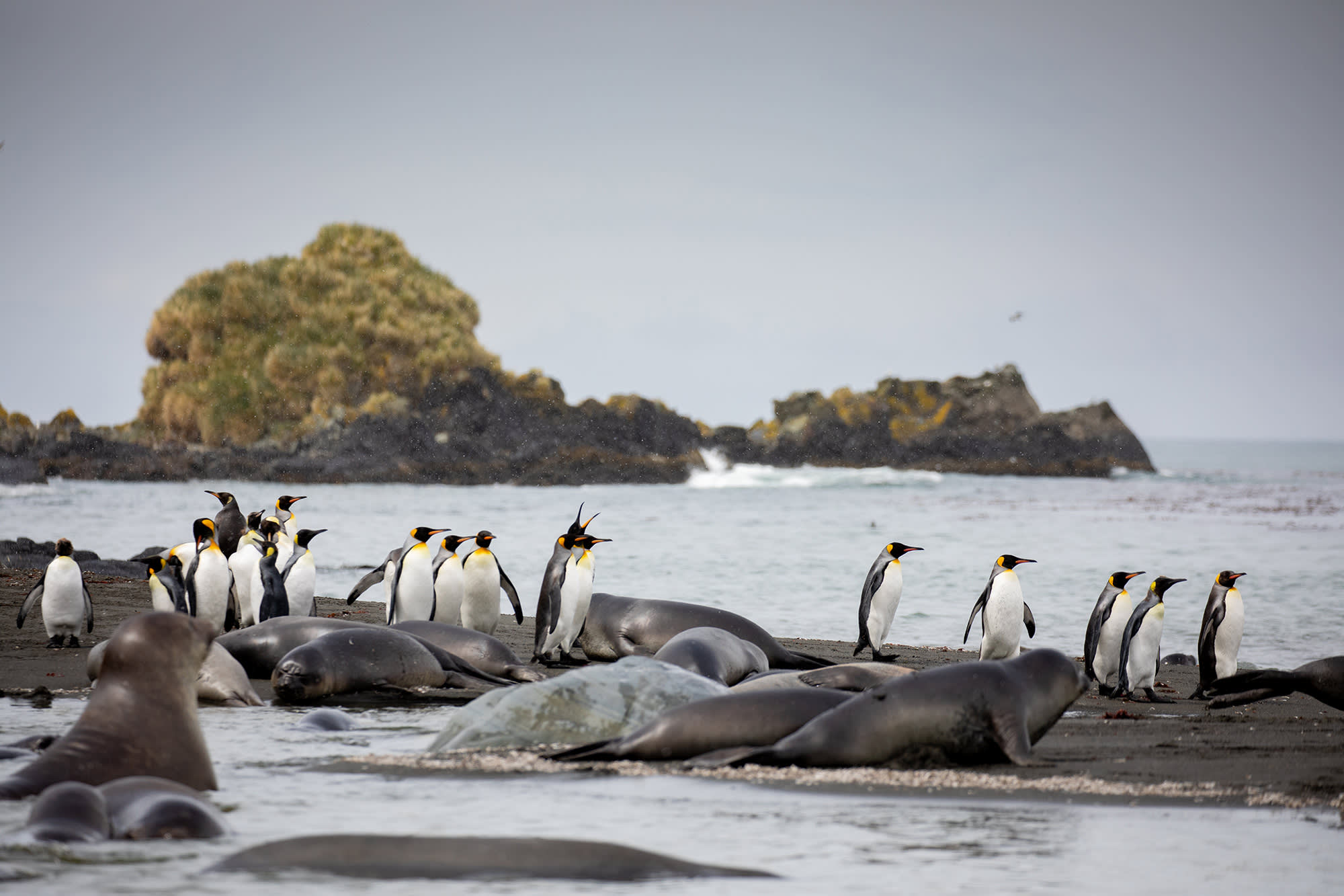 Penguins of the Far South: Falklands, South Georgia and Antarctica
