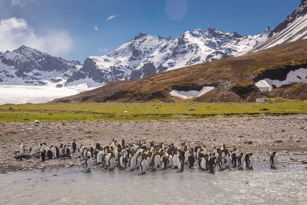 King Penguins