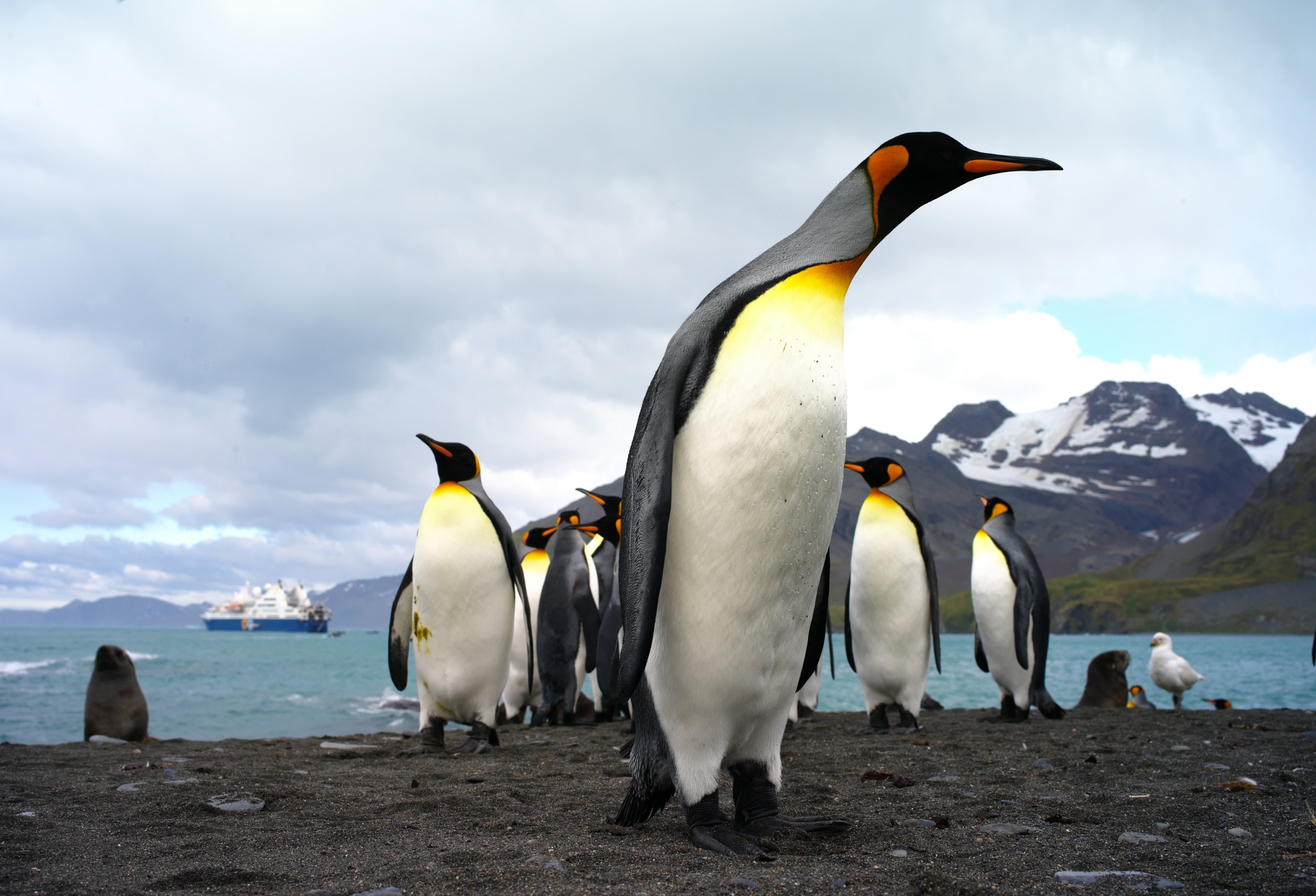 South Georgia and Antarctic Peninsula: Penguin Safari