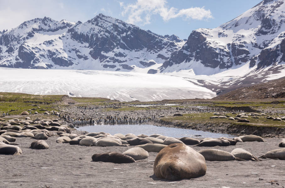 South Georgia