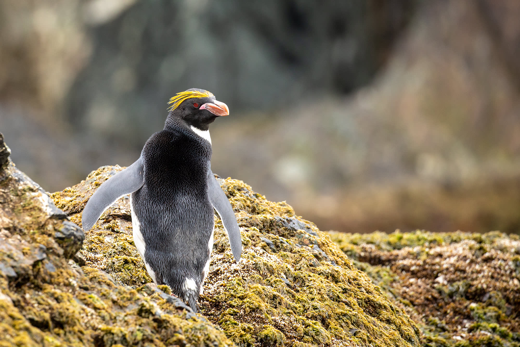 Penguins of the Far South: Falklands, South Georgia and Antarctica