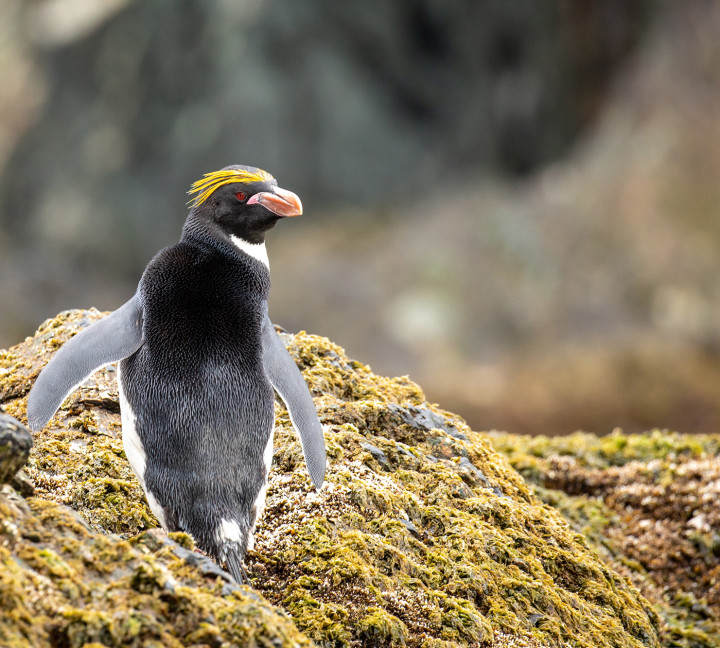 Penguins of the Far South: Falklands, South Georgia and Antarctica