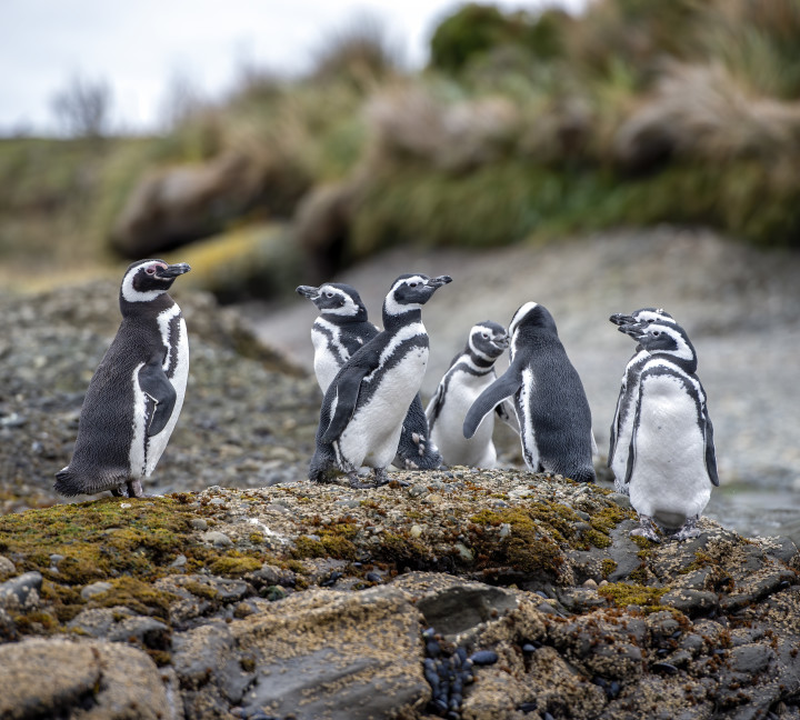 A group of magellanic penguins stand together at Tucker Islets in  the Whiteside Channel in Patagonia.