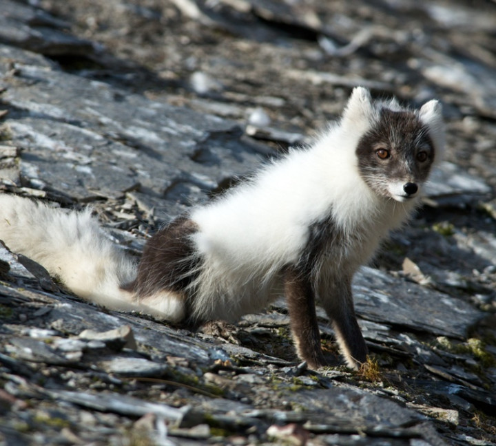 Wild fox