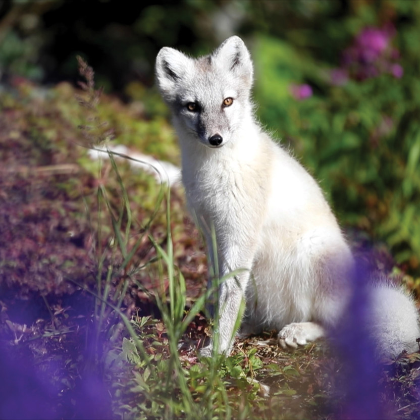 Greenland to Newfoundland: Mountains, Wildlife and Viking History