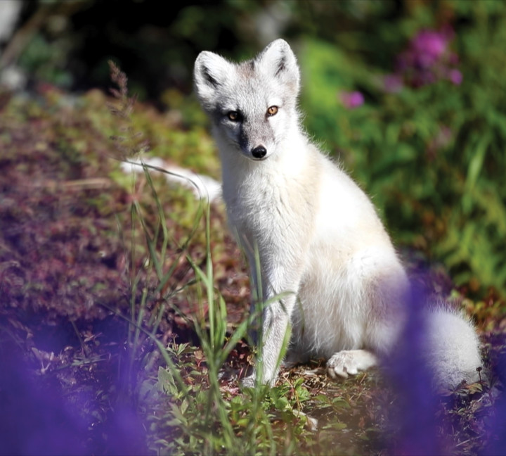 Greenland to Newfoundland: Mountains, Wildlife and Viking History