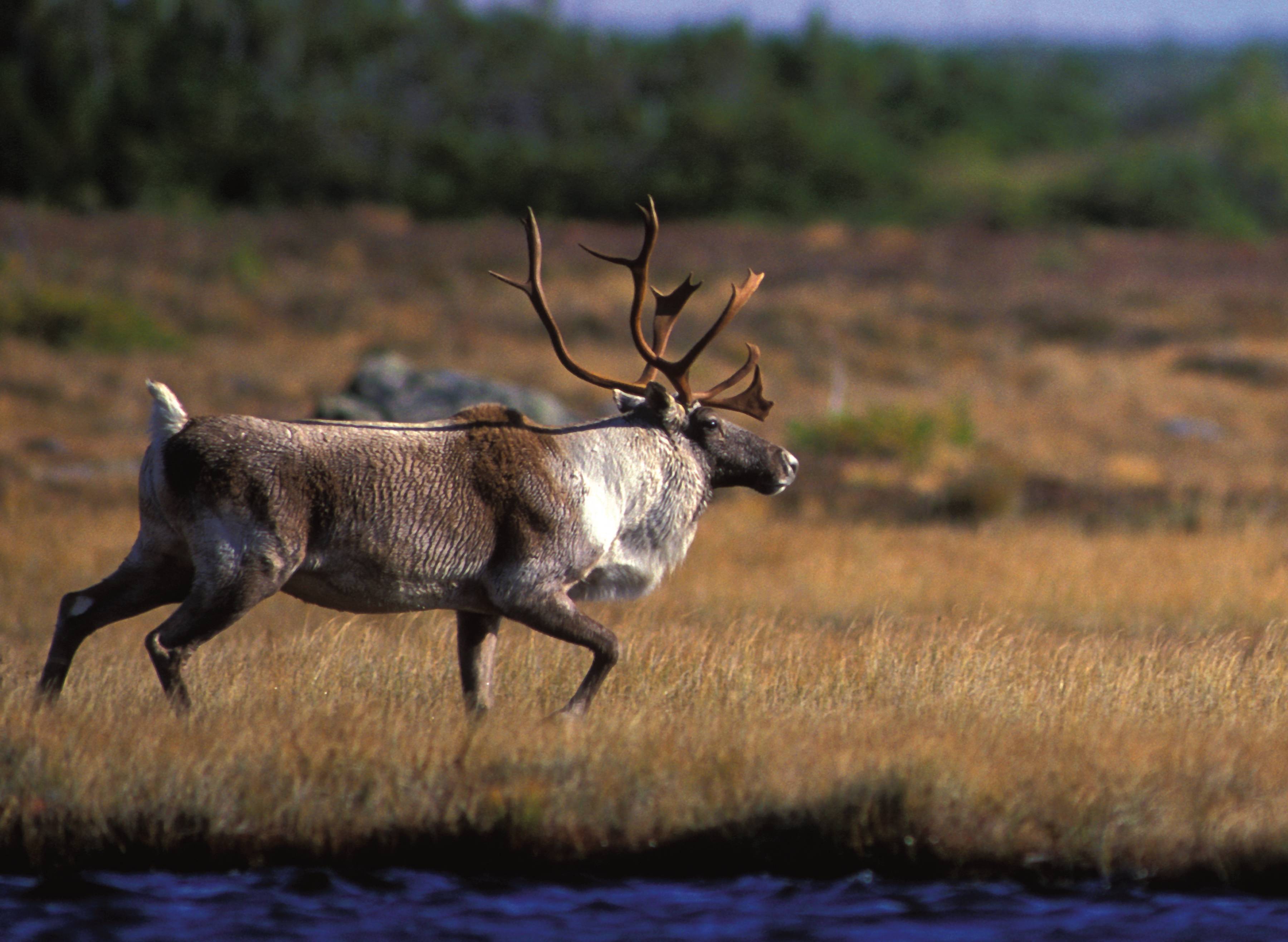 Greenland to Newfoundland: Mountains, Wildlife and Viking History